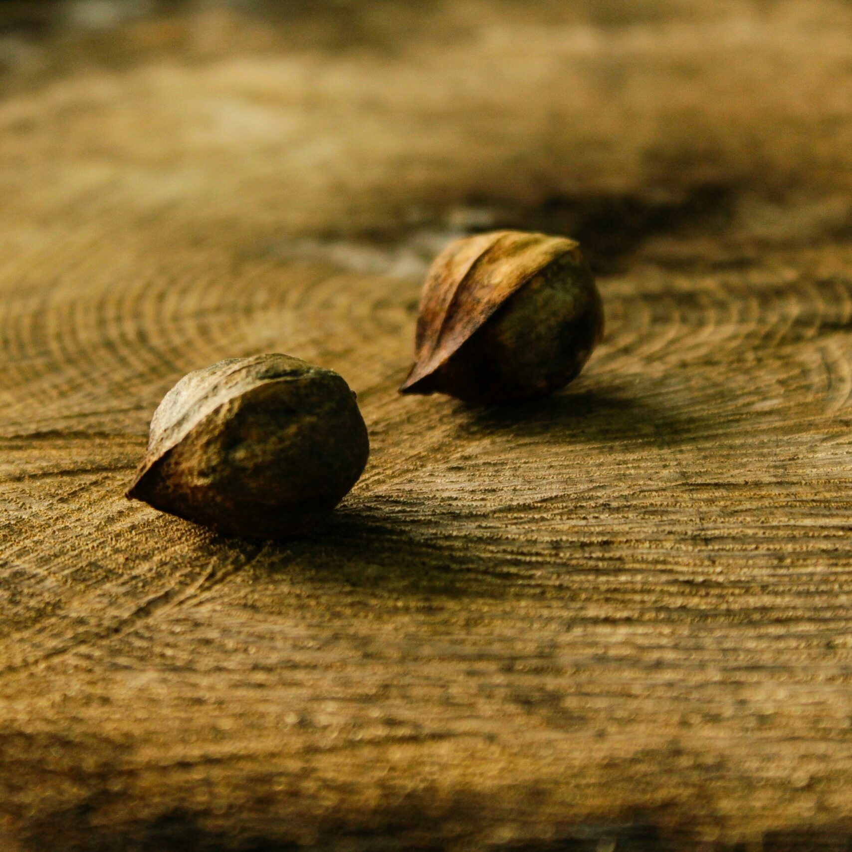 tree stump with hickory nuts on top