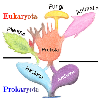 Microbial Lions