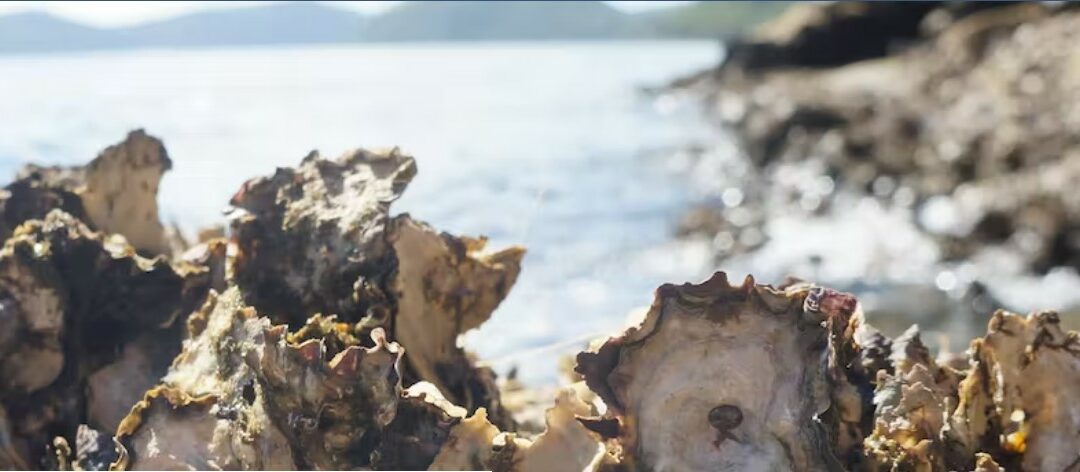 close up of a cluster of oyster shells