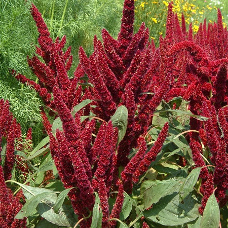 image of pygmy's torch amaranth