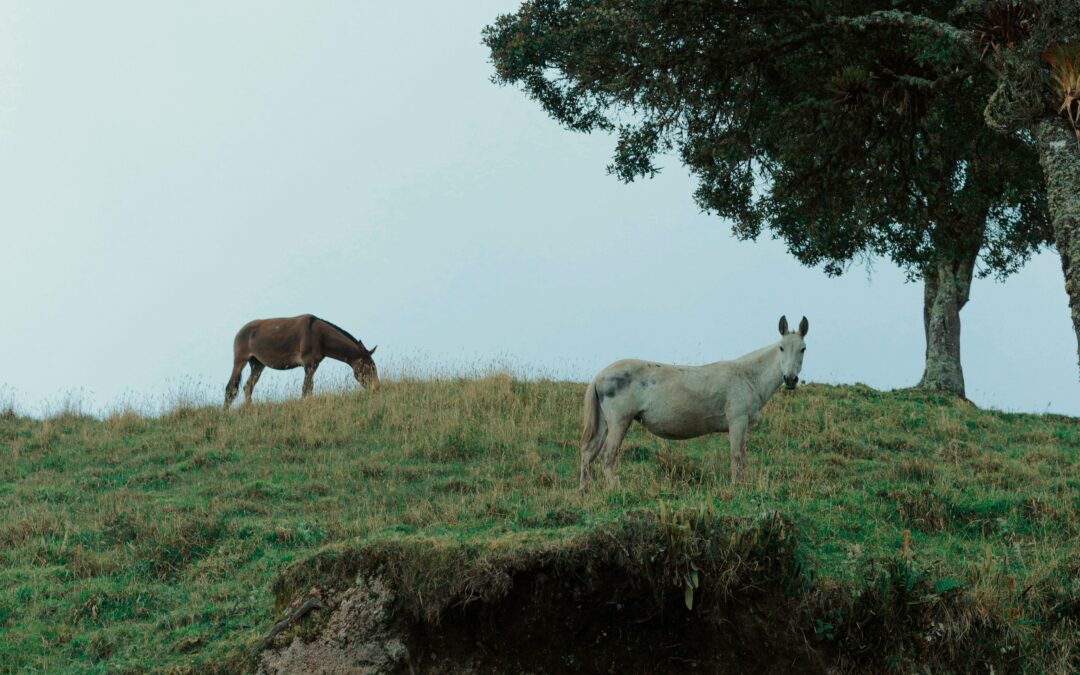 two horses grazing in a field with a tree