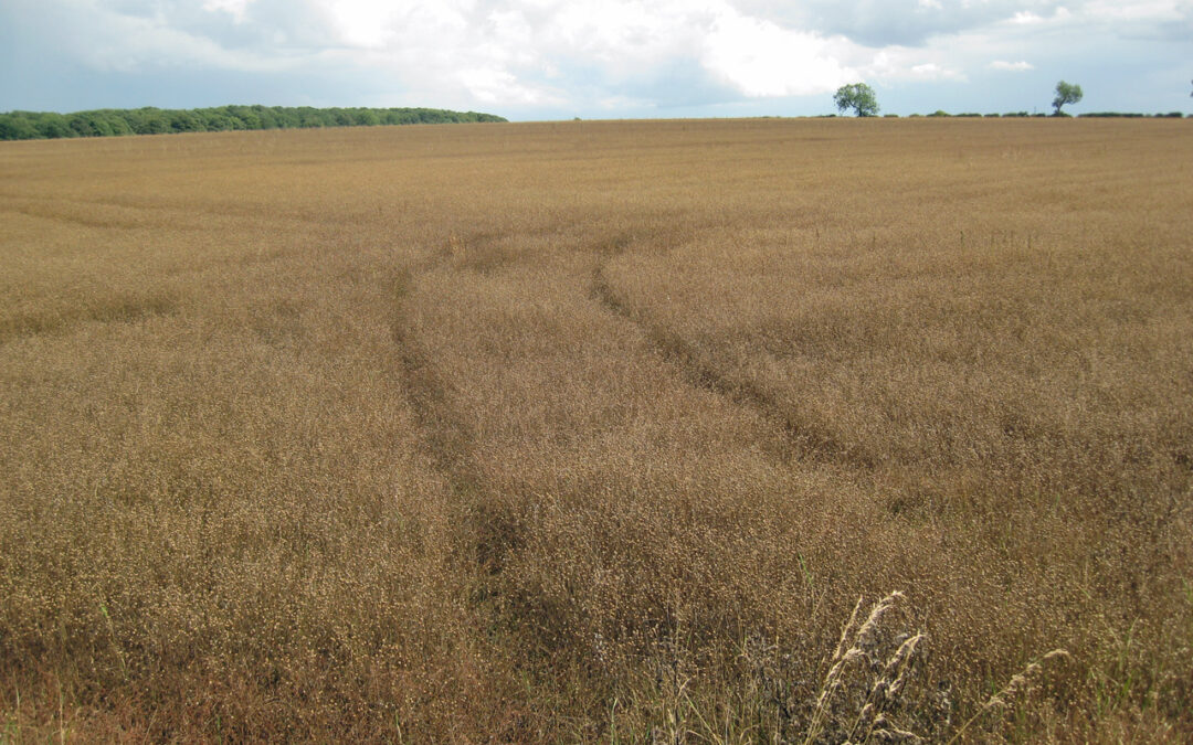 field of flax