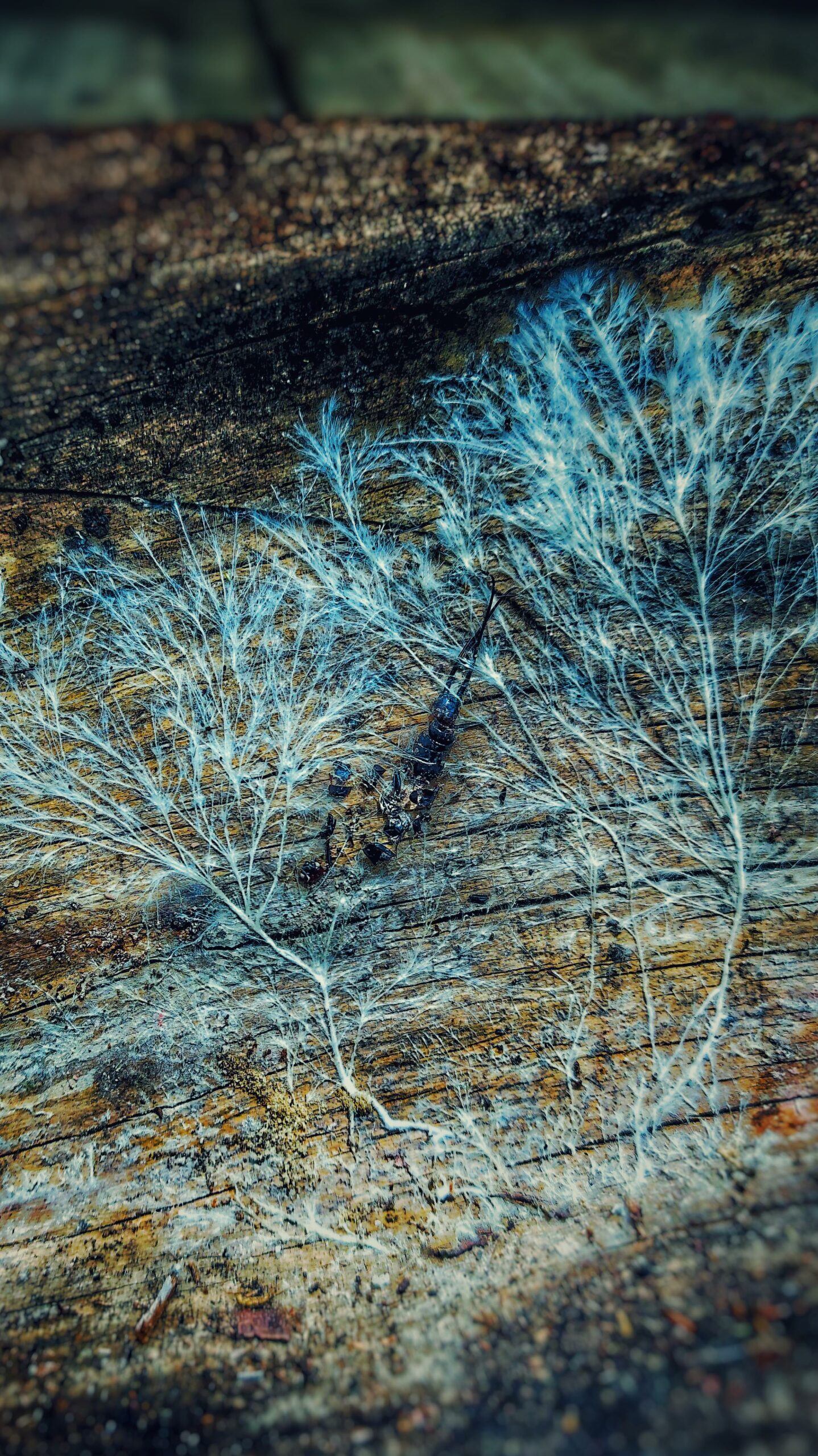 two mycelial growths that look like trees on a piece of wood